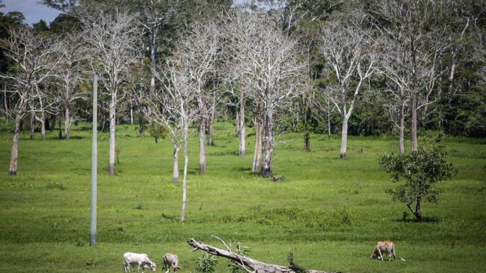 ibama ameaca apreensao e da prazo de 5 dias para retirada de gado de areas embargadas no am