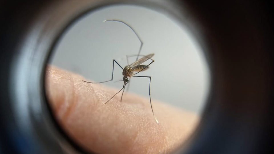 saude ignora vacina importada contra dengue e pretende esperar ate 2024 por nacional