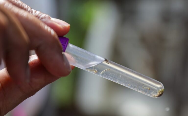 Conheça as variações do vírus transmitido pelo Aedes aegypti