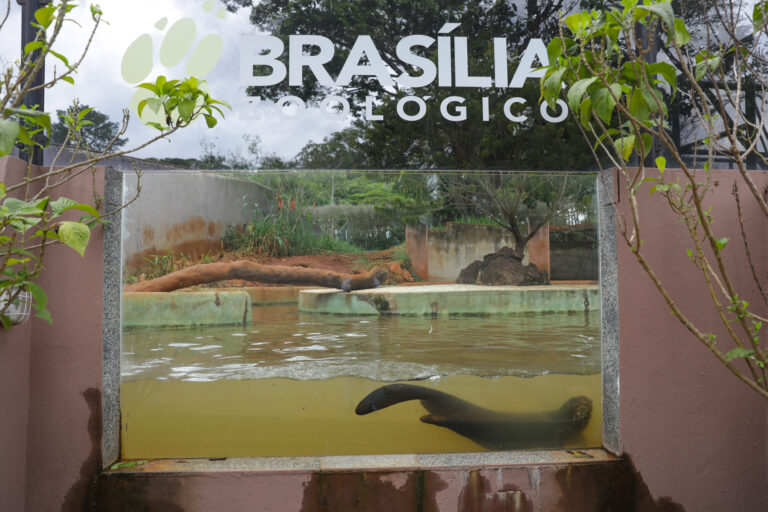 Recintos do Zoológico de Brasília são reformados para bem-estar dos animais