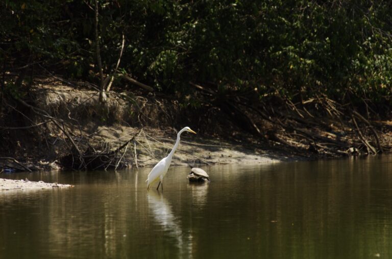 Pássaros em parques ecológicos são tema de palestra