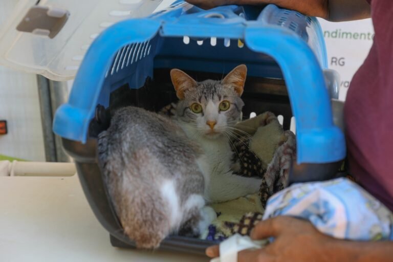 Distrito Federal abre 588 vagas para castração gratuita de cães e gatos
