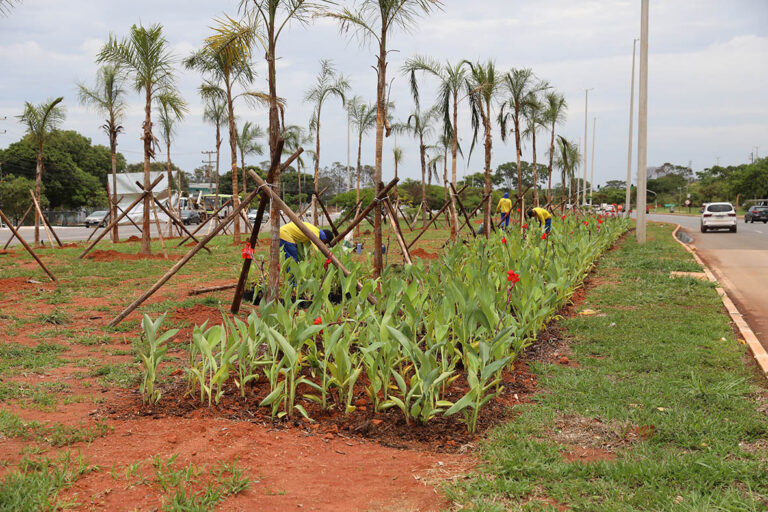 Viaduto do Sudoeste ganha novo paisagismo com 7 mil mudas de árvores e arbustos