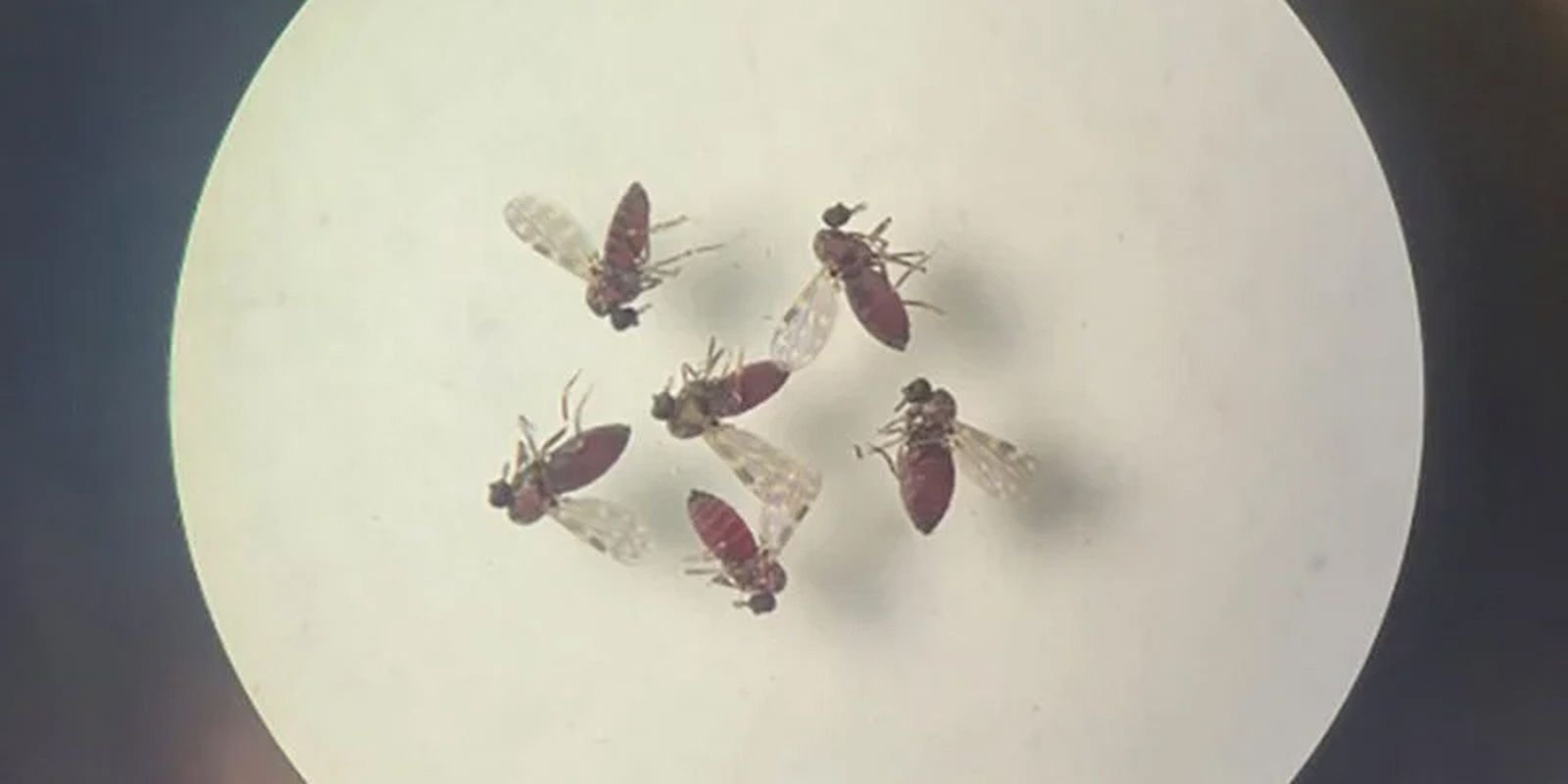 240718 mosquito culicoides paraensis1 800x600 0.jpg