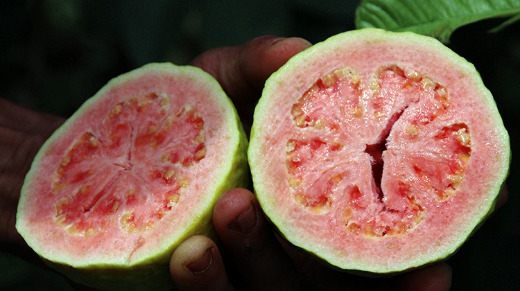 Feira da Goiaba de Brasília começa na sexta-feira (4)