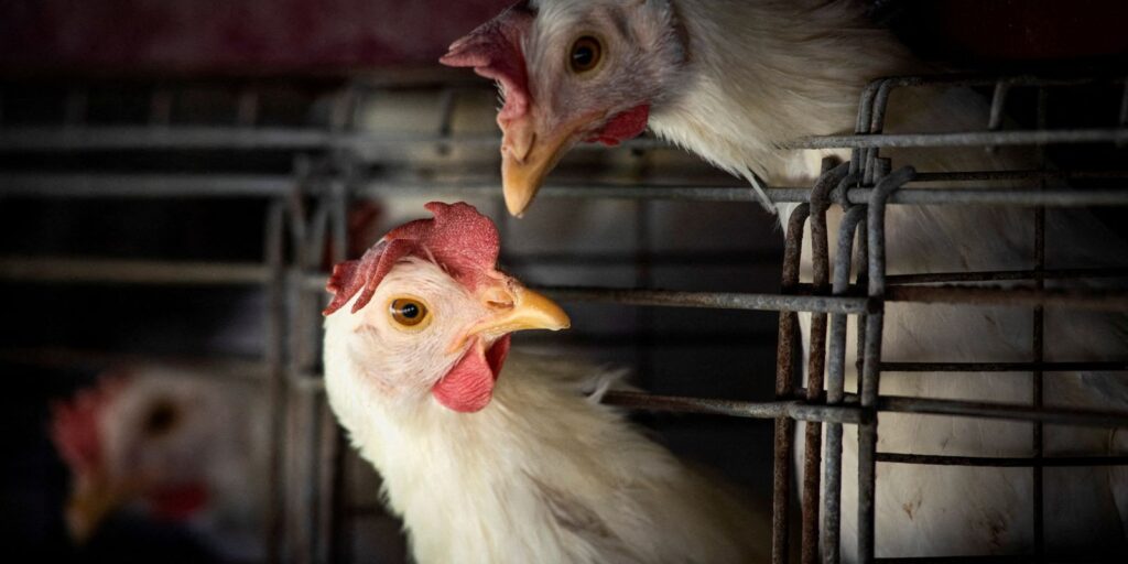 2023 03 31t210202z 817621184 rc2lgz9r4ai9 rtrmadp 3 health birdflu argentina.jpg