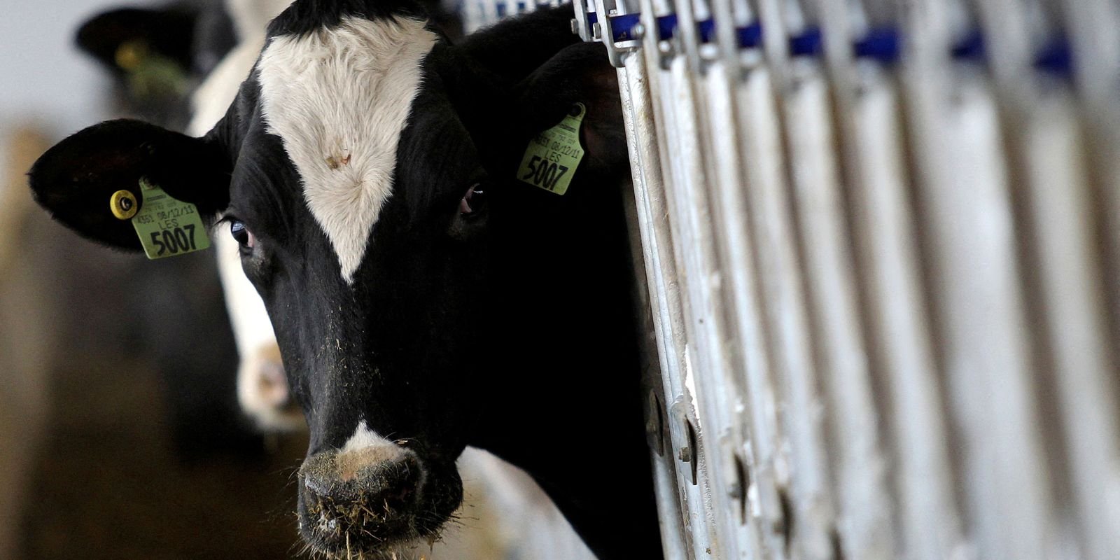 País recebe status internacional como livre de febre aftosa sem vacina