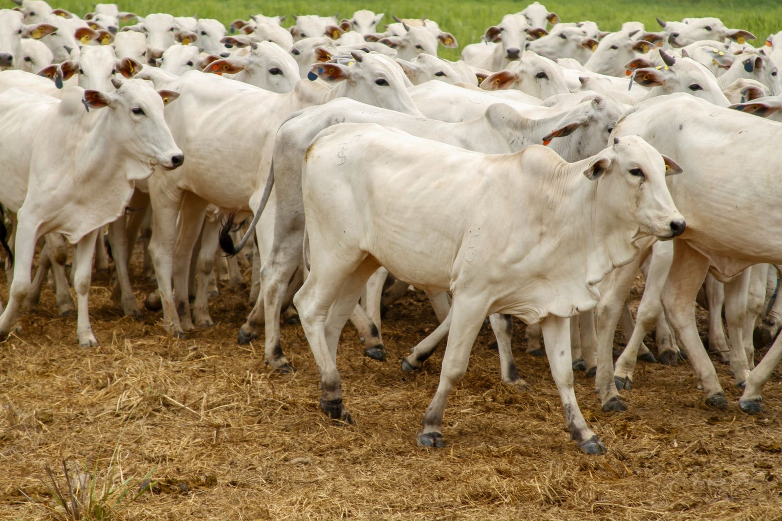 Reconhecimento internacional: Goiás é oficialmente zona livre de febre aftosa sem vacinação