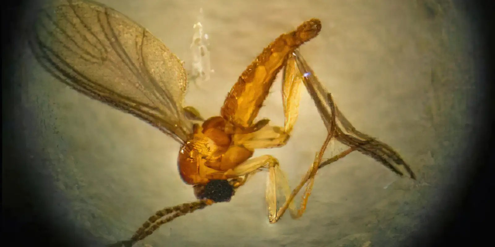 img 20240608 wa0016 768x419a.jpg