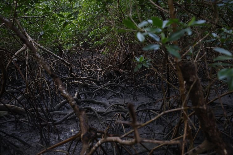 Bragança (PA), 13/06/2025 – Manguezal da Vila dos Pescadores de Ajuruteua, na área da Reserva Extrativista Marinha de Caeté-Taperaçu. Foto: Fernando Frazão/Agência Brasil