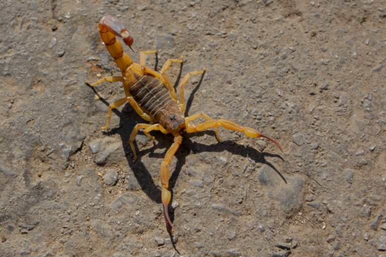 Escorpiões: Atenção redobrada ajuda a evitar acidentes em casa