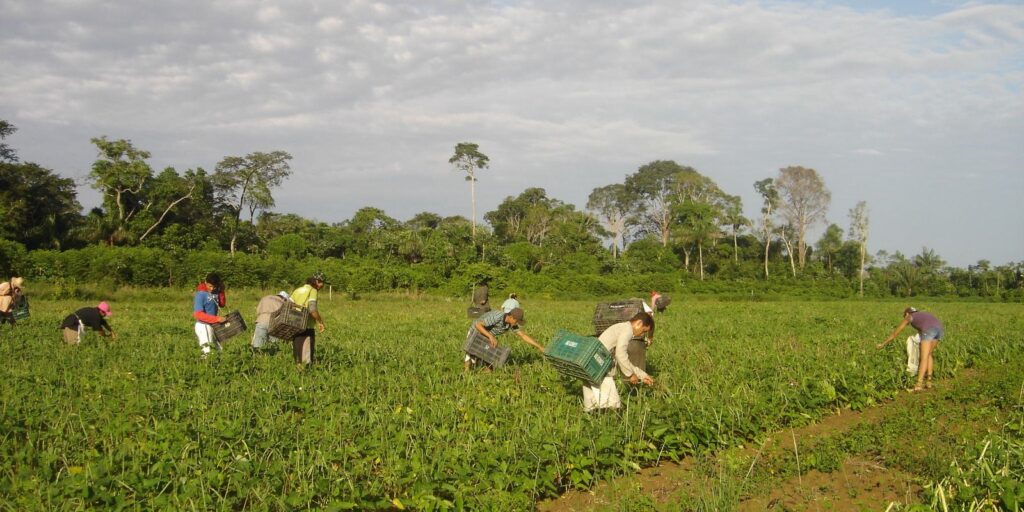 agricultores familiares colhem feijao caupi emanuel cavalcante embrapa amapa.jpg