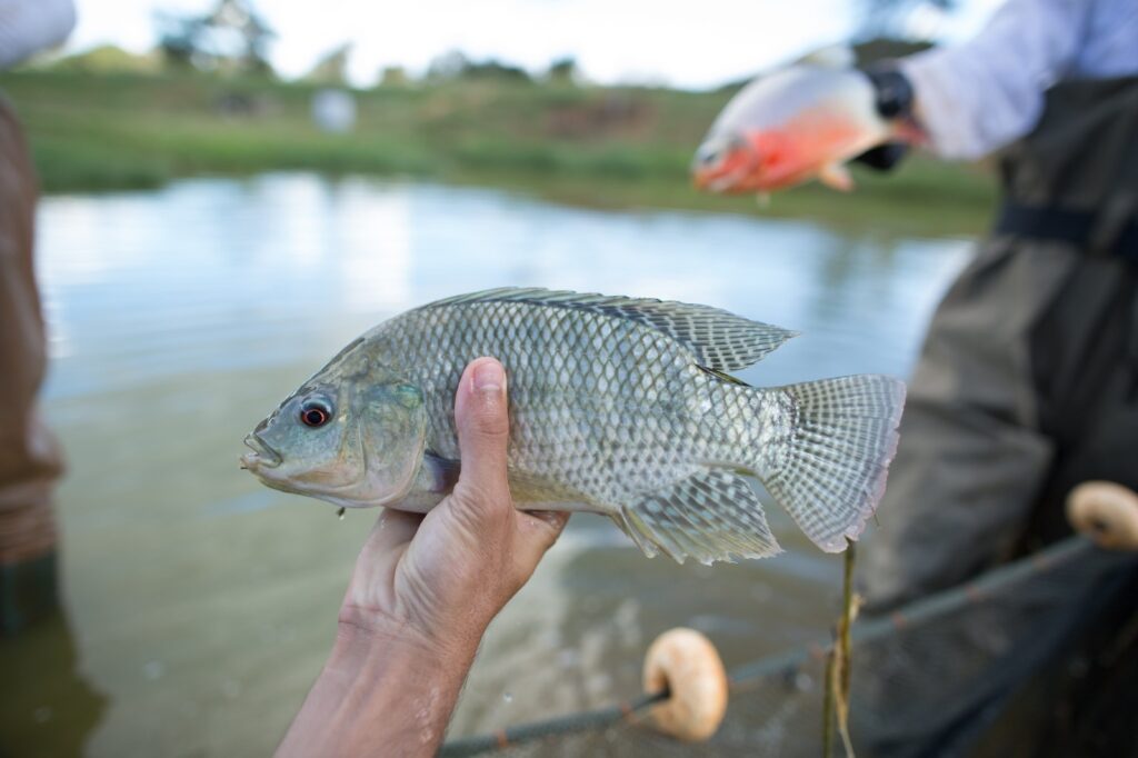 Pescador segurando tilápia