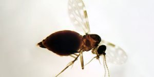 culicoides paraensis maruim colecao dentro.jpg