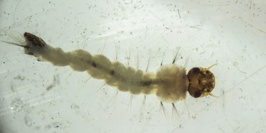 mosquitos com wolbachia6.jpg