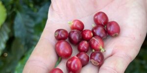 cafe produizido pela fazenda florenca.jpg